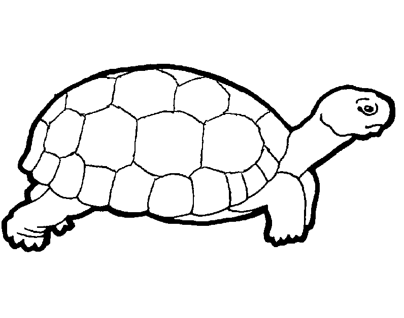 Cartoon Turtle Coloring Pages | Free coloring pages