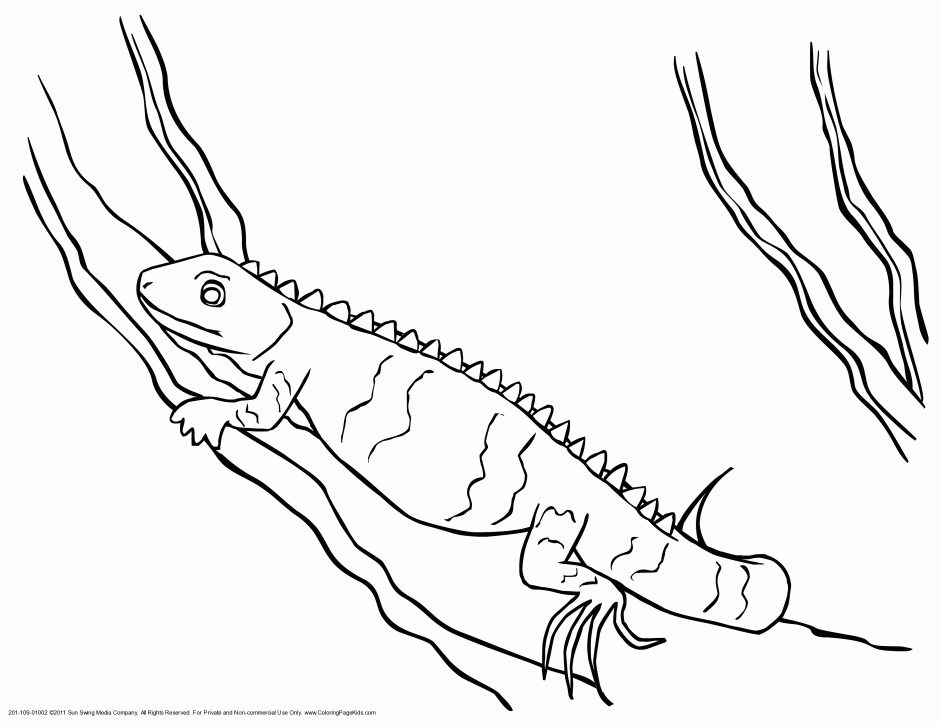 Iguana Coloring Free Coloring Page Site Iguana Coloring Pages