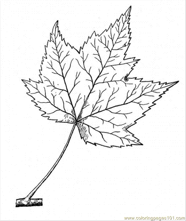 sUGAR MAPLE TREE Colouring Pages