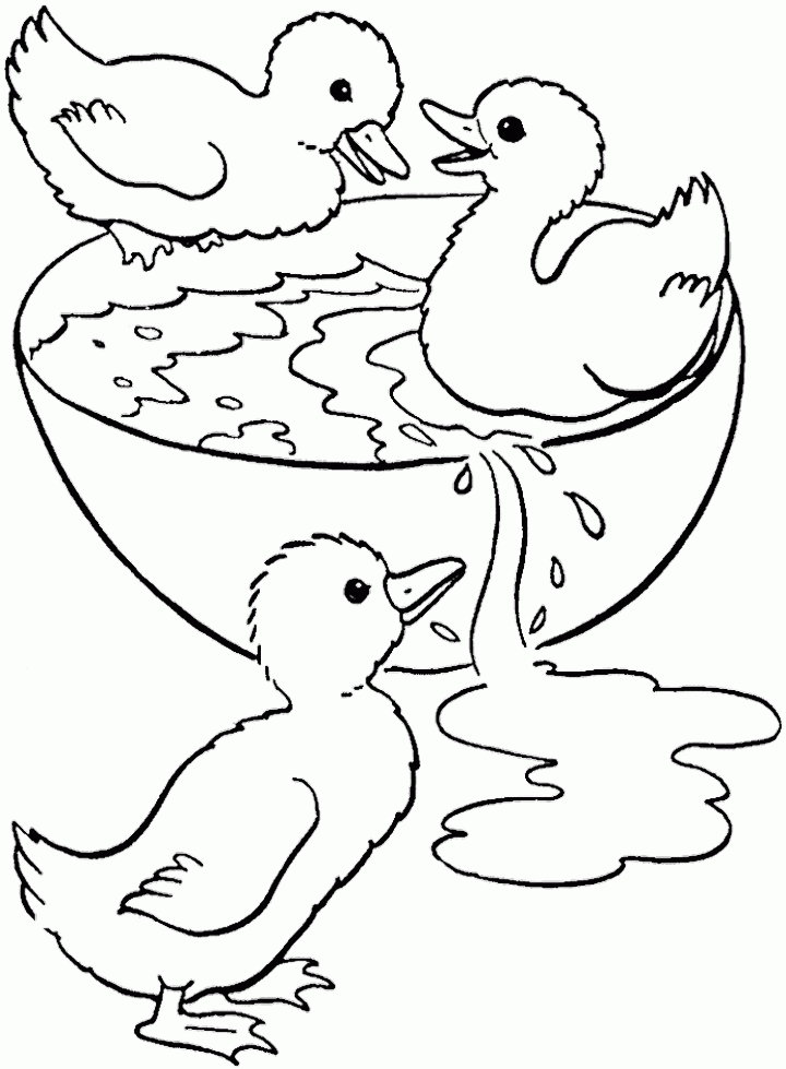 Duck Swimming In A Bowl Coloring Pages - Animal Coloring Coloring