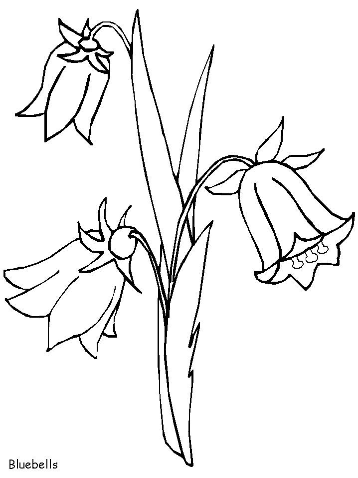 blue bells Colouring Pages