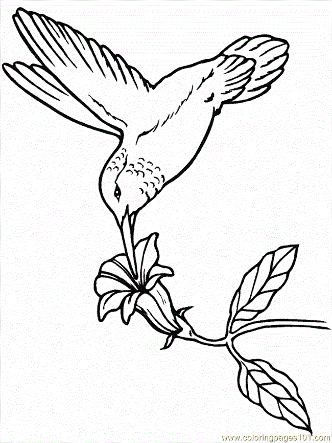 hummingbird Colouring Pages