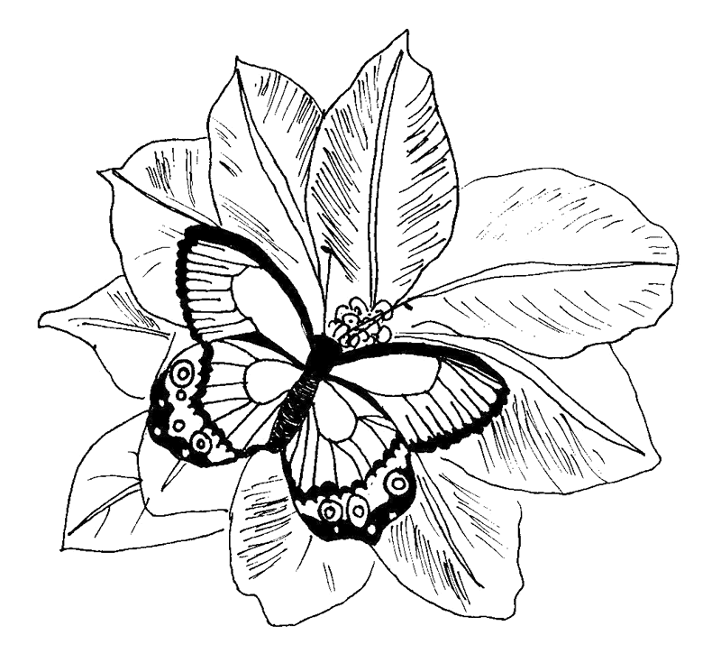 Flower Butterfly Coloring Page