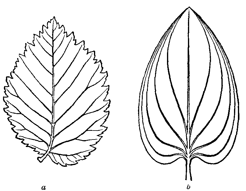 Clip Arts Related To : easy pumpkin leaf drawing. 