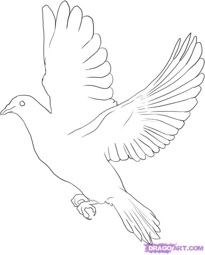 How To Draw a Dove, Step by Step, Birds, Animals| FREE Online