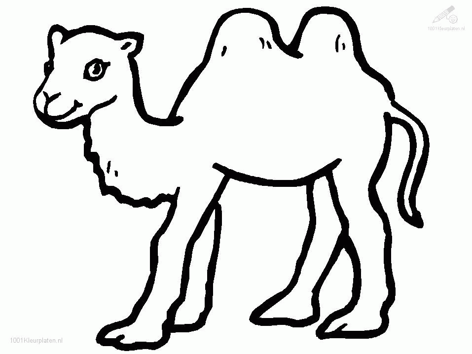 Camel Coloring Page - Free