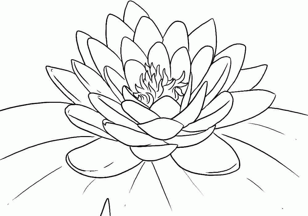 Lotus Flowers Colouring Sheets Printable Free For Preschool