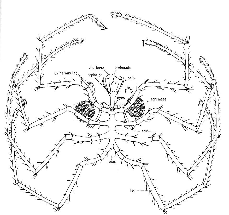 sea spiders reproduction and life cycle