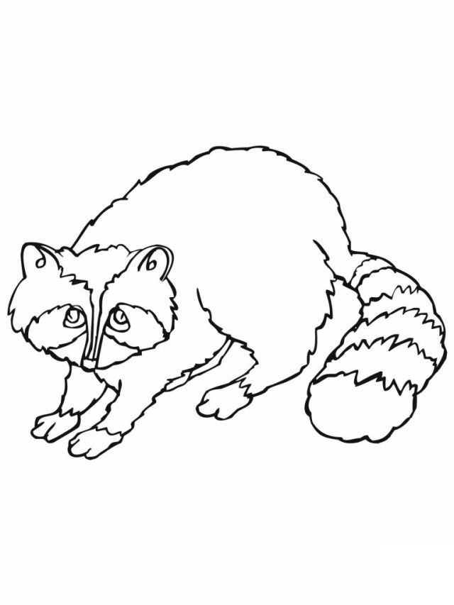Raccoon coloring pages to print for kids