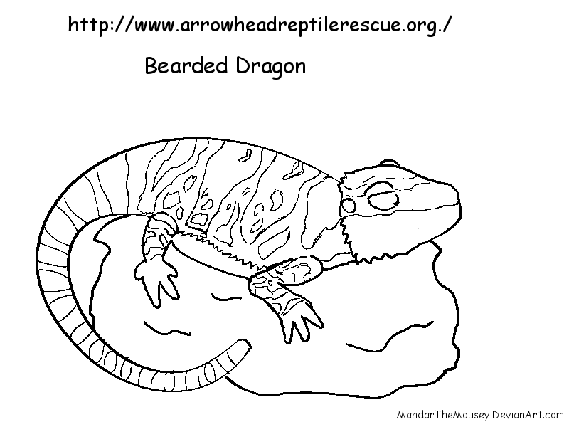Bearded Dragon Lizard Coloring Pages