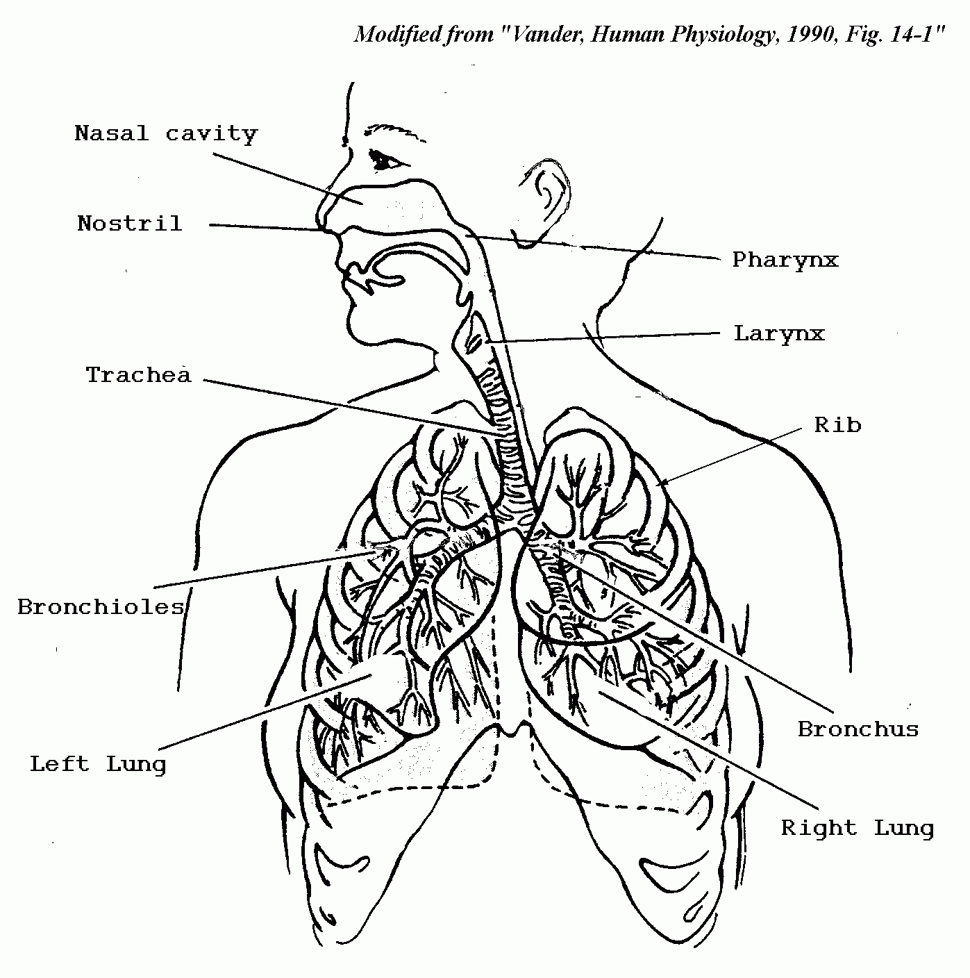 Easy Circulatory System Diagram Kids - Arocreative
