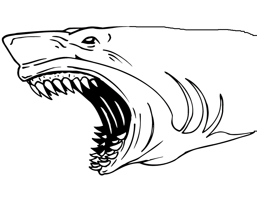 Types Of Sharks Coloring Pages