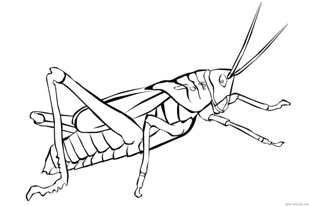 Free Free Grasshopper Coloring Pages Download Free Free Grasshopper