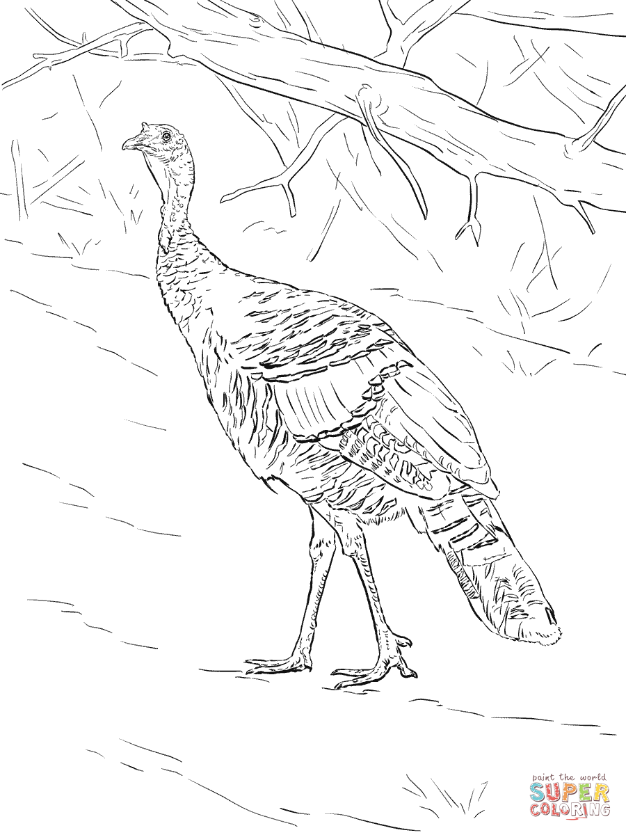 Wild Turkey coloring page | Free Printable Coloring Pages