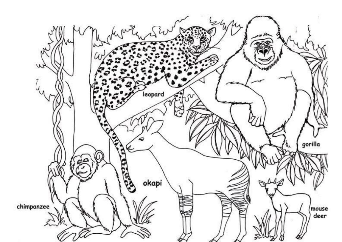 wild animal coloring pages   Clip Art Library