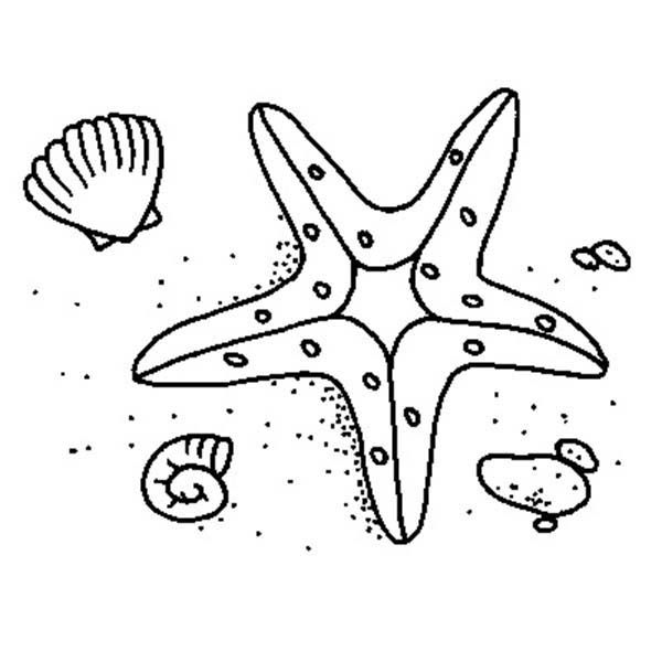 Starfish Coloring Pages - Coloring Ideas