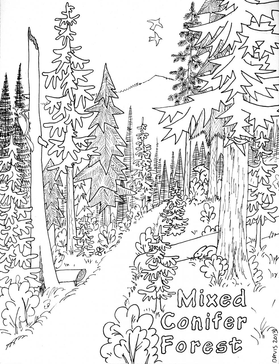 Coniferous Forest Coloring Page Coloring Page For Kids | Kids Coloring