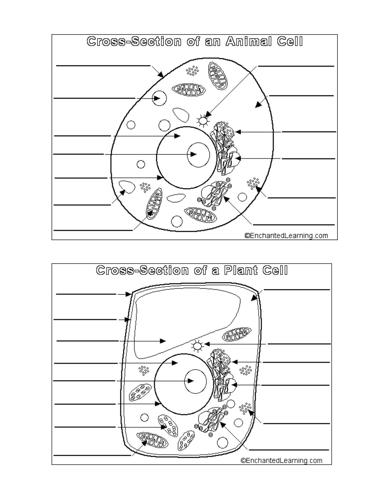 cross section of a plant and animal cell - Clip Art Library