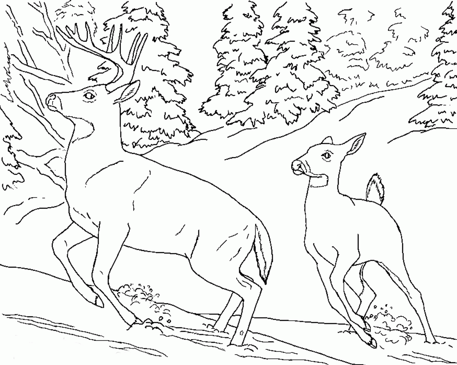 realistic animals coloring pages 