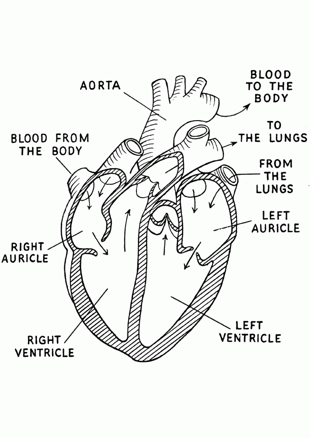 free-anatomy-coloring-pages-heart-download-free-anatomy-coloring-pages