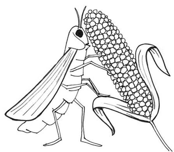 Locust Eat All Livestock in 10 Plagues of Egypt Coloring Page