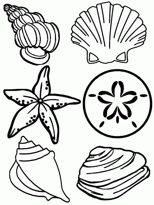 free-coloring-pages-of-seashells-download-free-coloring-pages-of