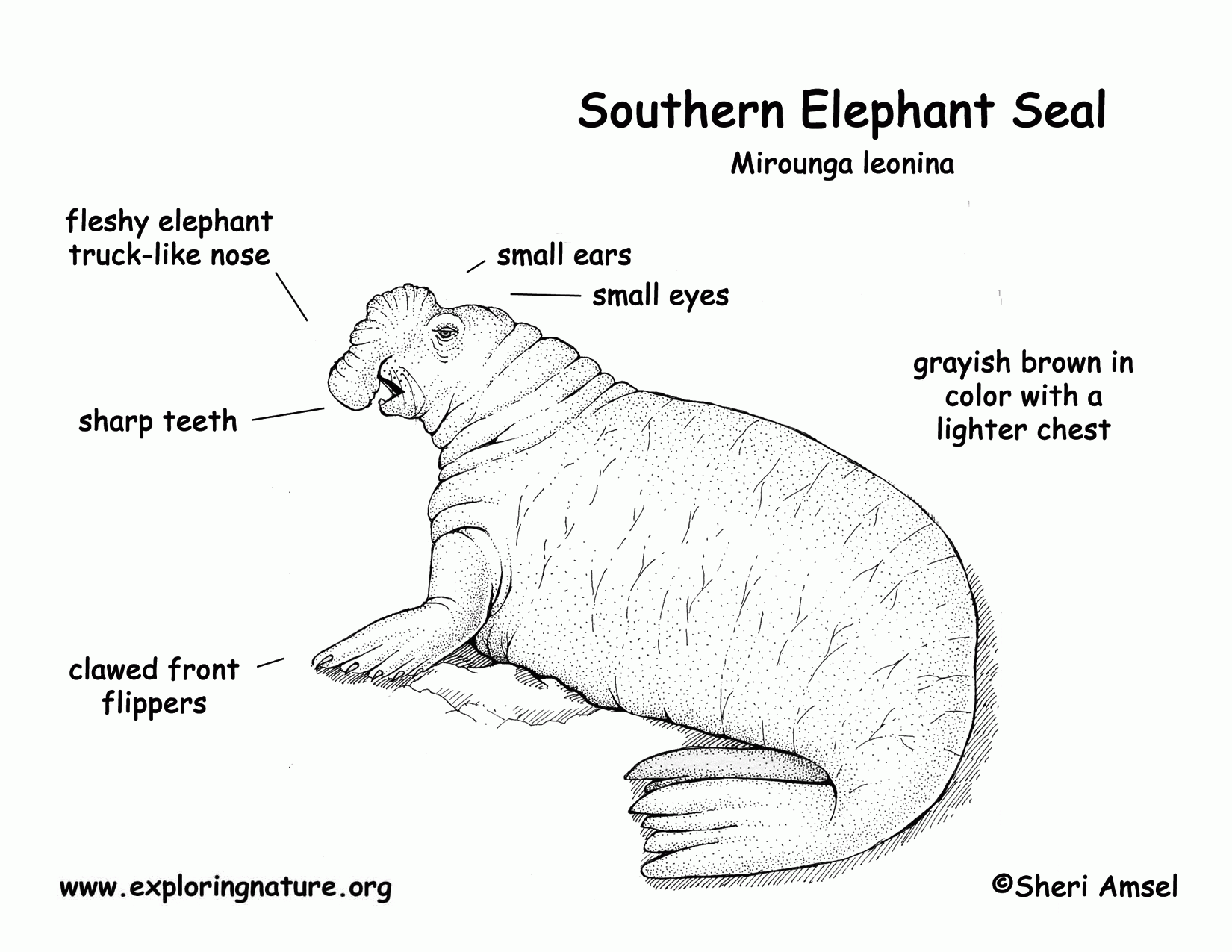 Elephant Seal Coloring Page 