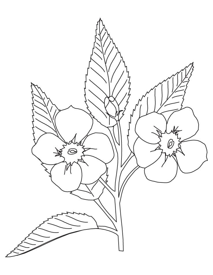 Apple Blossom Coloring Page | Download Free Apple Blossom Coloring