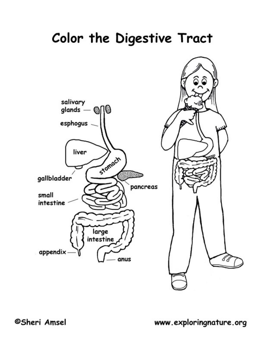 Пищеварительная система человека органы раскраска