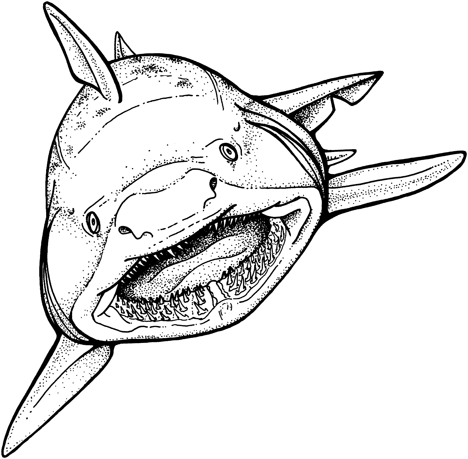 free-free-printable-shark-coloring-pages-download-free-free-printable