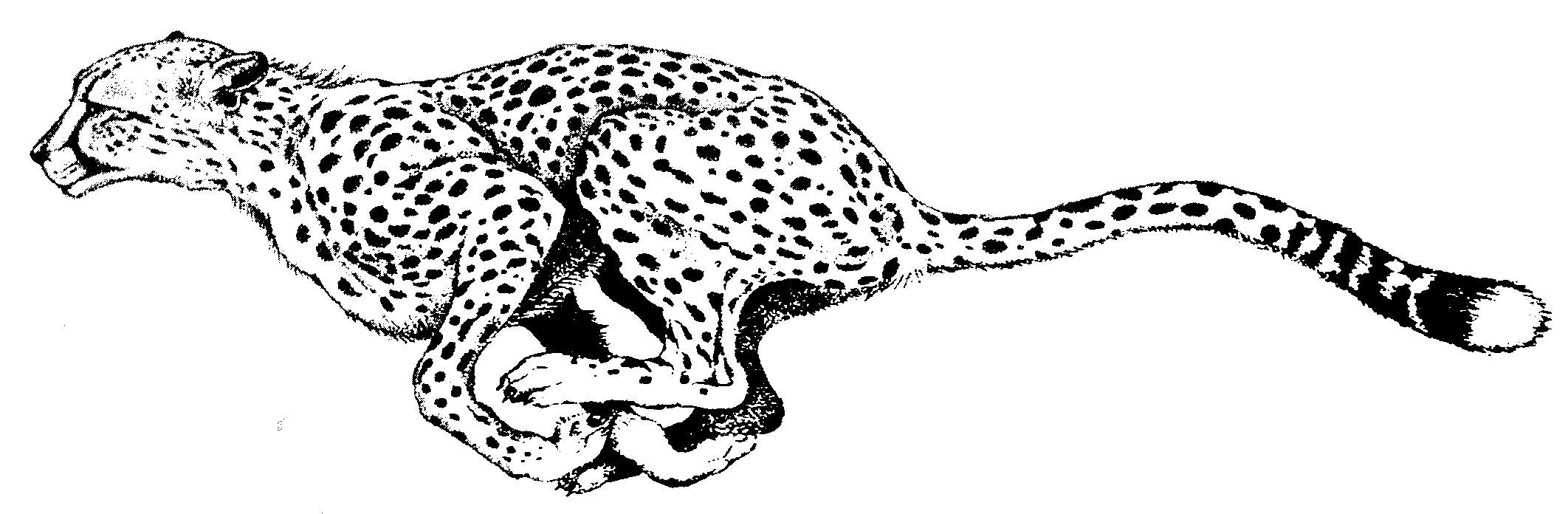 cheetah black and white clip art   Clip Art Library