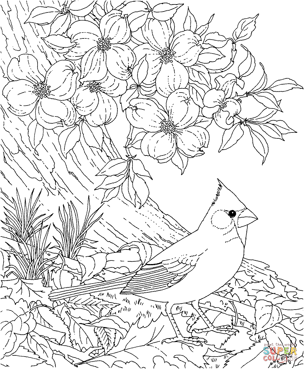 Northern cardinal coloring pages | Free Coloring Pages