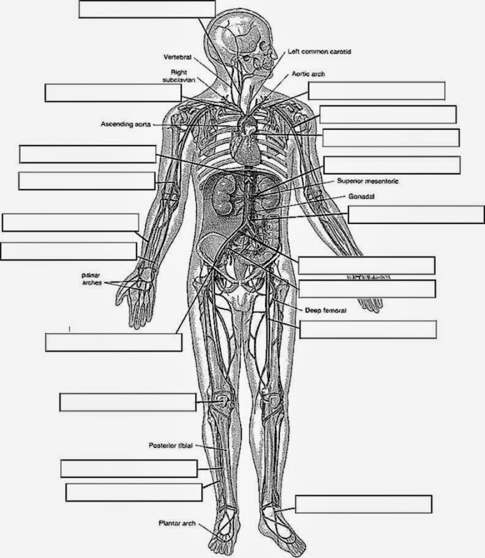 free-free-anatomy-and-physiology-coloring-pages-download-free-free