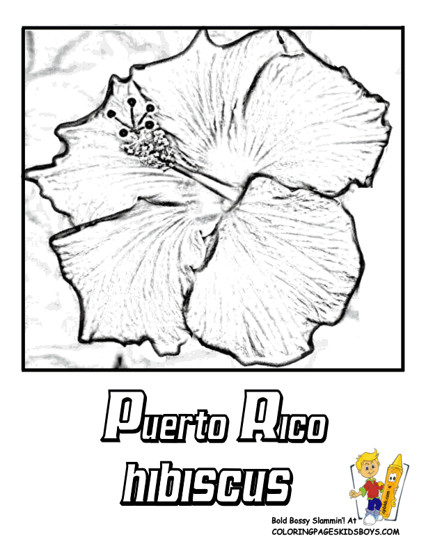 Flower Coloring Pages | States Penn-Wyoming | USA Islands | Free