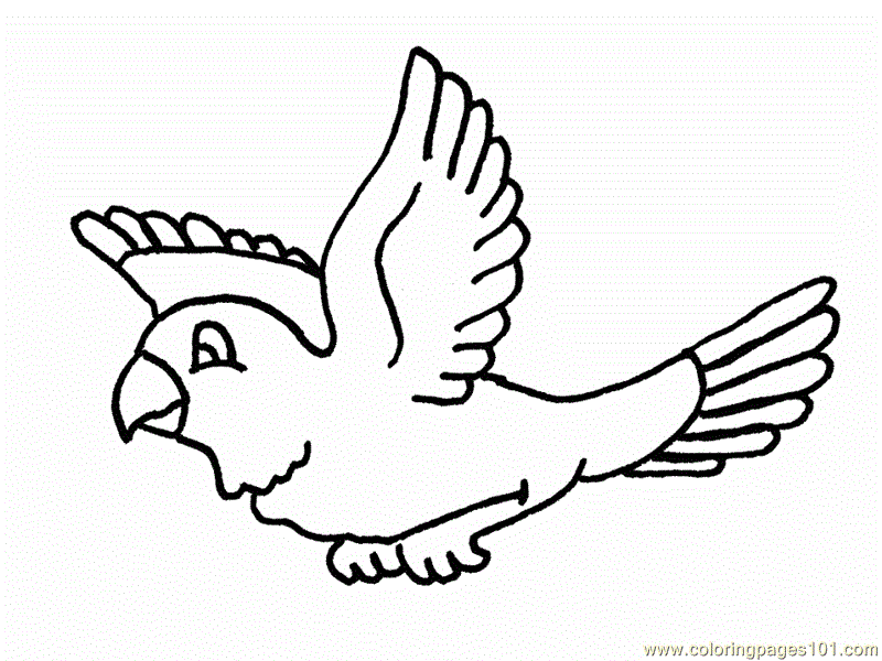 flying parrot Colouring Pages