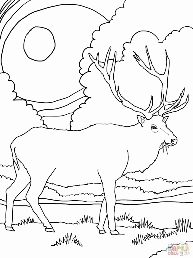 Deer Coloring Pages Coloring Book And Pictures For Free