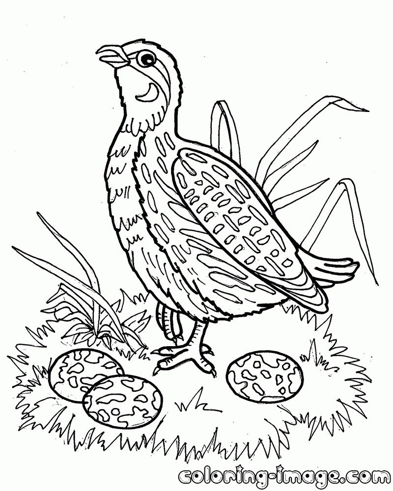 quail egg coloring page   Clip Art Library