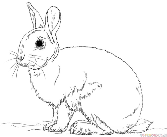 Free Rabbit Pictures To Draw, Download Free Rabbit Pictures To Draw png