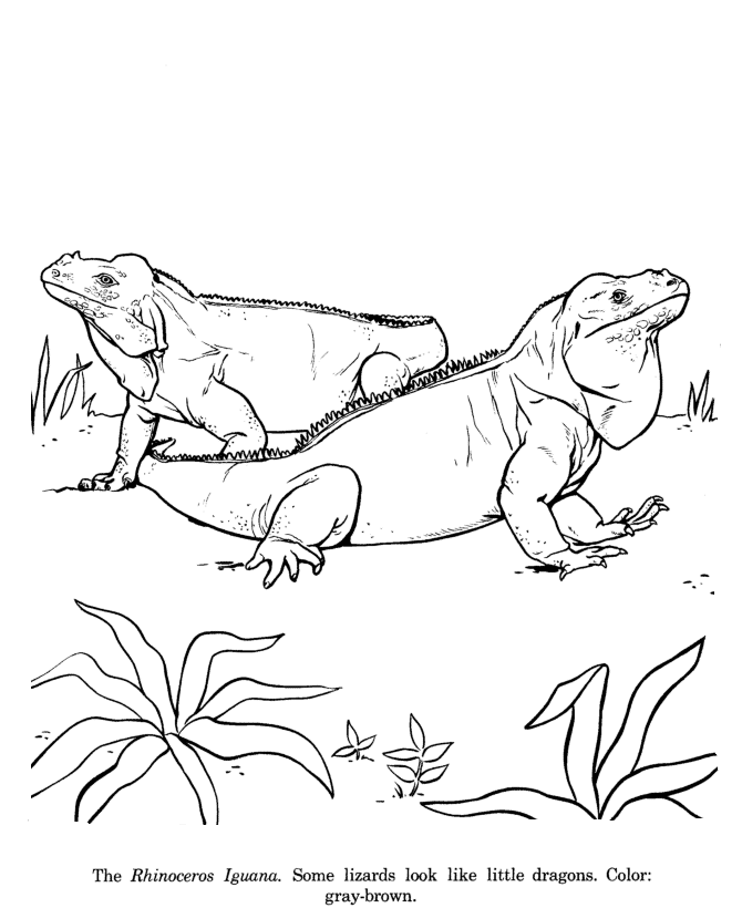 Iguana Coloring Pages | Free Printable Coloring Pages | Free