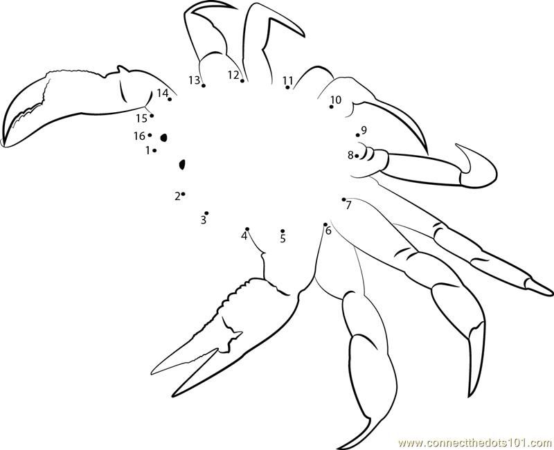 Connect the Dots Spider Crab (Animals  Crab) - dot to dots for kids