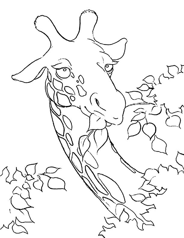 Giraffes Head Coloring Page | Kids Coloring Page