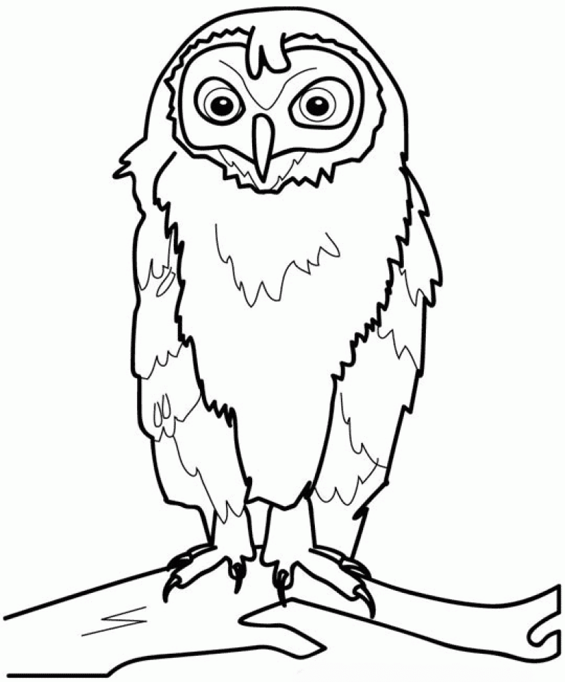 Easy Owl Coloring Pages 