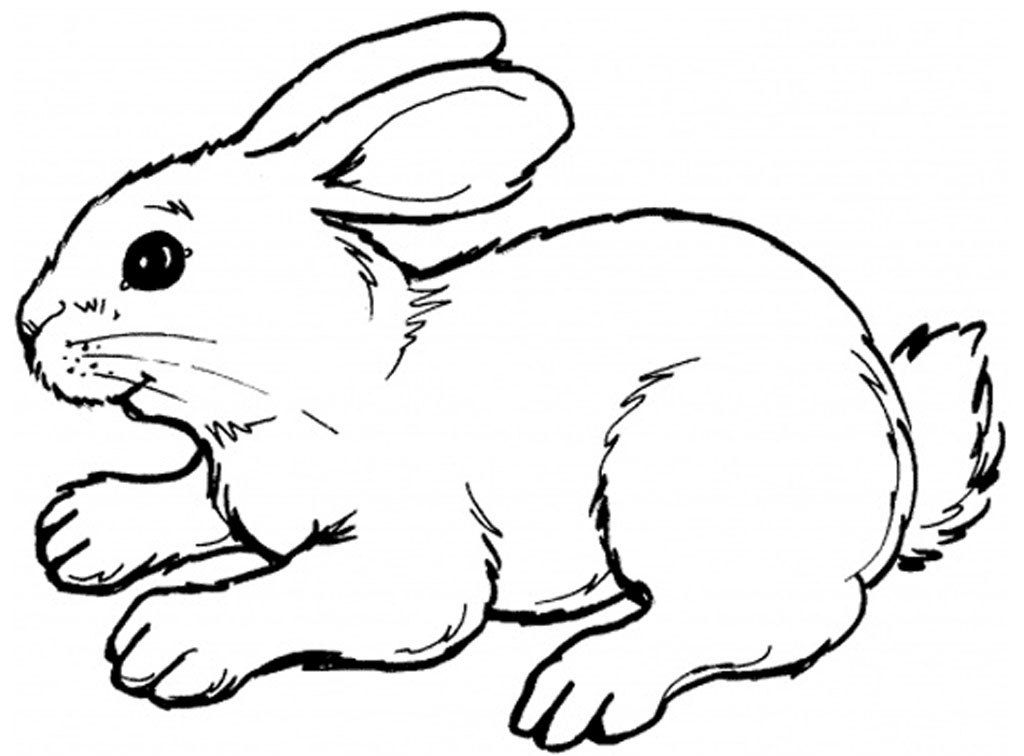 Rabbit Coloring Pages Wallpapers HD, Wallpaper, Rabbit Coloring Pages