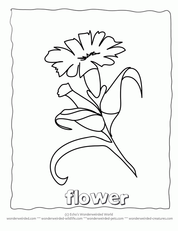 Flower Coloring Sheets Carnation,Free Printable Flower Coloring