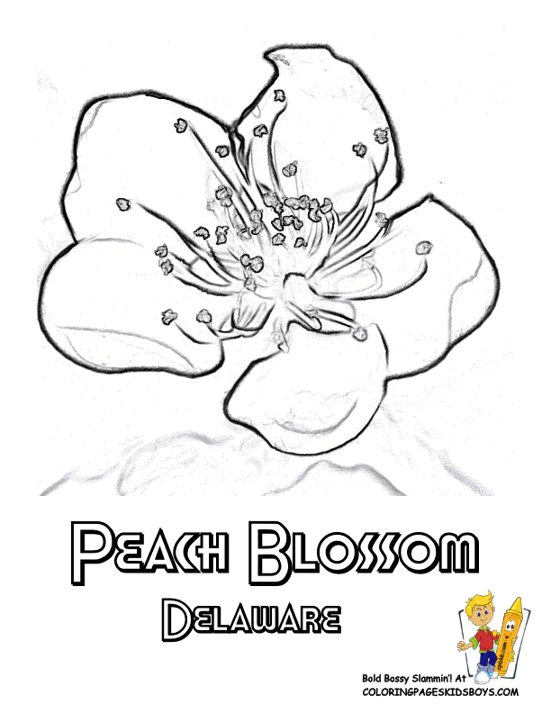 Delaware State Flower Coloring Page | Peach Blossom | USA Coloring