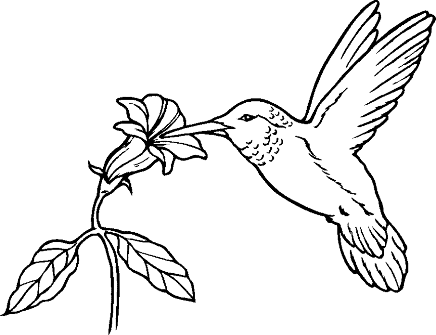 dibujos para colorear colibri - Clip Art Library