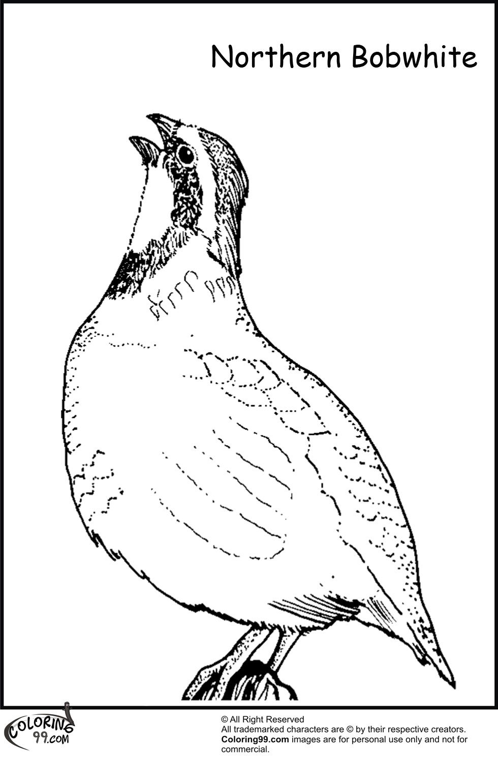 bobwhite quail coloring page   Clip Art Library
