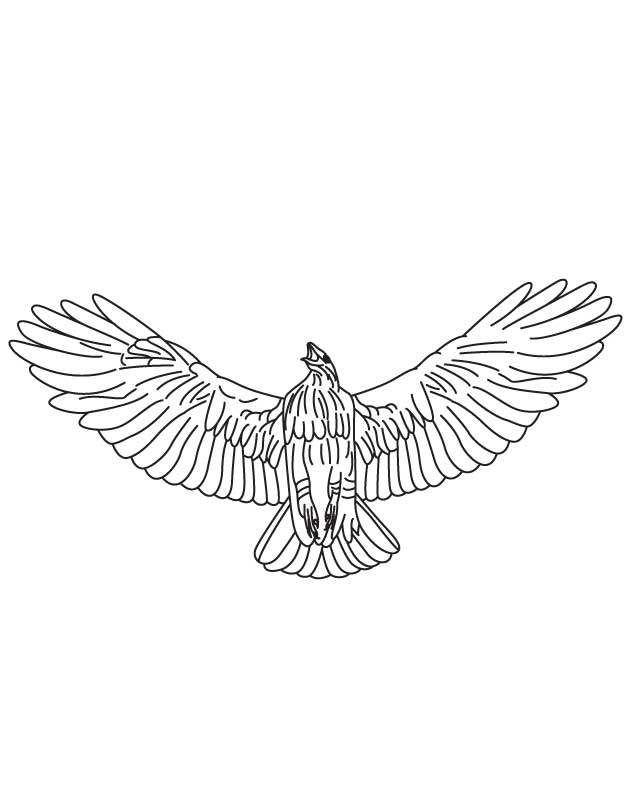 hawk coloring pages