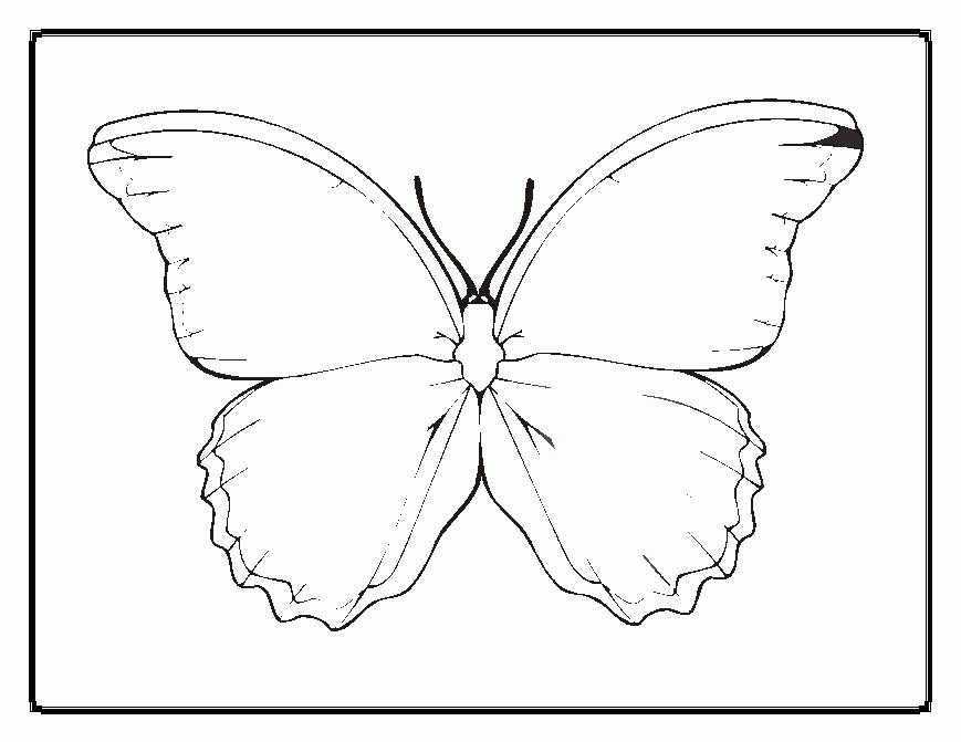butterfly outline coloring page | Printable Coloring Sheet
