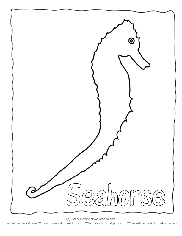 Seahorse Outline, Free Seahorse Coloring Pages  Seahorse Templates